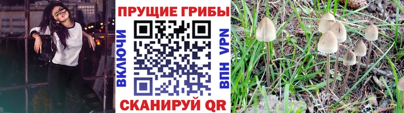 Галлюциногенные грибы мицелий где купить наркоту Бор